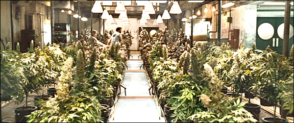 WeedFarm